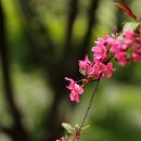 애기사과꽃 : Crabapple blossoms 이미지