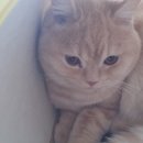 신촌동물병원 네이버블로그