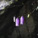 금강초롱 이미지