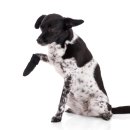 티앤디 동물병원 이미지