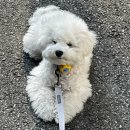 몽실몽실펫살롱 이미지