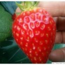 양재철농장 이미지