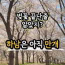 덕풍천동로 | 하남 벚꽃 실시간 후기 당정뜰 덕풍천 산곡천 마지막 타이밍