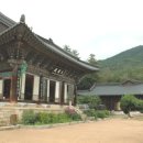 소나무 군락지 이미지