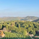 보성아이스크림 이미지