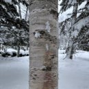 나잡아봐라 | 삿포로 비에이 투어 후기｜테라투어로 나홀로나무(크리스마스 나무)·흰수염폭포·닝구르테라스 일정...