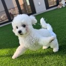 플레이멍 광주애견유치원&애견호텔 이미지