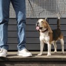 좋은켄넬 이미지