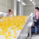 제주감귤농업협동조합위미지점 이미지