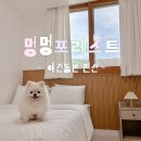 멍멍헤어 | 강화도 애견동반 펜션 추천 | 멍멍포레스트 26년 수영장 오픈 완료!