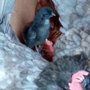 병아리당구장 이미지