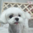 쭈스타일 이미지