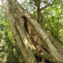 앙코르 왓 답사기2 (1/15 - 첫 답사지 쁘레아 칸과 먹거리, 마실거리, 토양과 나무) 이미지