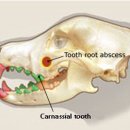 Dr.오즈동물병원 이미지
