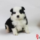 참 조은 훈이네 강아지 이미지