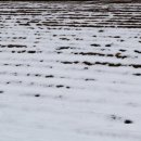 봄마중(2월에는) 이미지