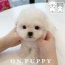 온퍼피 프리미엄 전주강아지분양 본점 이미지