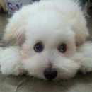 꼬동이네 이미지