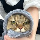 묘묭(MyoMyong) 이미지