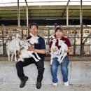 그린축산 이미지