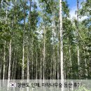 인제02-1 | "평탄코스 있다고 해서 갔는데" 강원도 인제 자작나무숲 현실 등산기