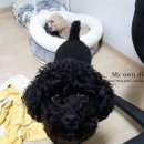 파라곤동물병원 이미지