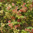 경기둘레길 가평24코스 이미지