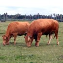 황소목장 이미지