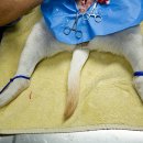 선릉동물병원 이미지