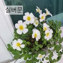 사랑초 실버문 10분 이미지