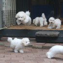 레이지 포 이미지