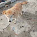 희순농장 | 유기동물(실종동물) 발견시 신고하는 방법과 신고 후기