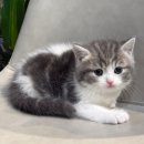 도레미캣 이미지