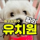 휴멍애견유치원 이미지