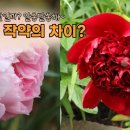 모란 이미지