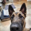 두리멍쉴 애견유치원 이미지