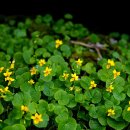 장백제비꽃(Viola biflora) 이미지
