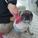 왈왈그루밍 이미지