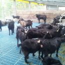 늘푸른 흑염소농장 이미지