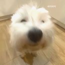 스테이163-2 | [광주 동명동] 데이트 코스 추천 맛집 정리 (솔직 후기) – 연어쁘다·라이드올스테이카페클럽·궁전제과