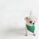 김포24시 힐 동물의료센터 이미지