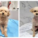 포메른 펫살롱 이미지