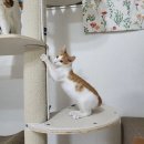 [입양홍보] 귀엽고 순둥한 고양이들의 가족이 되어주세요! 이미지