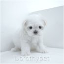 부산 강아지분양 도로시펫 이미지