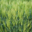 보리밭사이길로 이미지