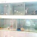 럽독(Luv Dog) 이미지