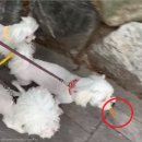 소중하개 이미지