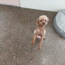 털찐댕댕이 이미지