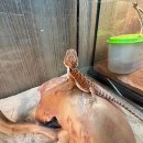 크레리즘