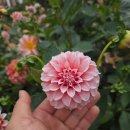 송준호농장 네이버블로그